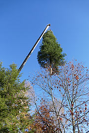 Abtransport der Weißtanne am Vortag in Peiting (©Fotp: Landkreis Weilheim-Schongau)